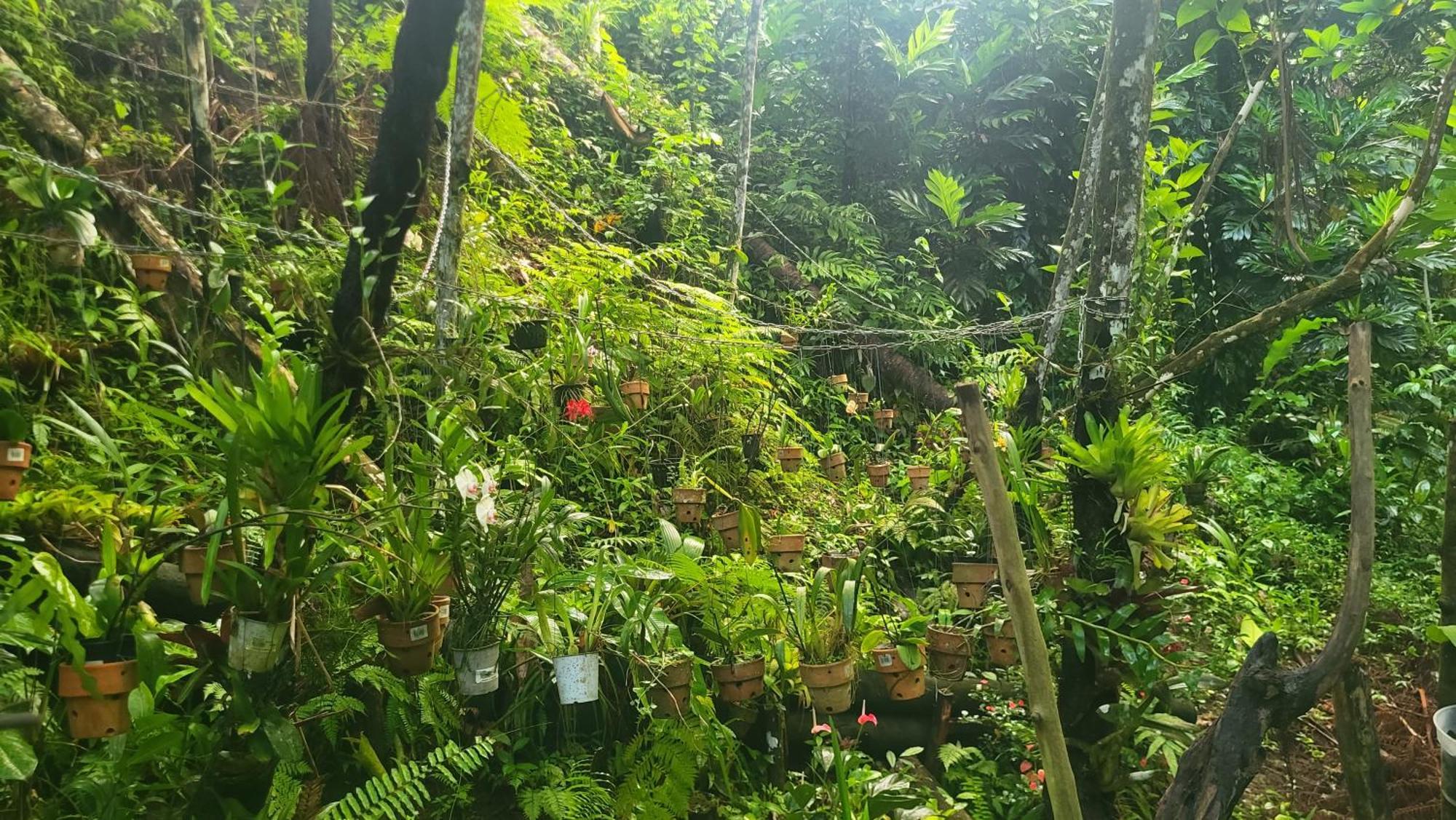 Vila Domaine Damouw Petit-Bourg Exteriér fotografie